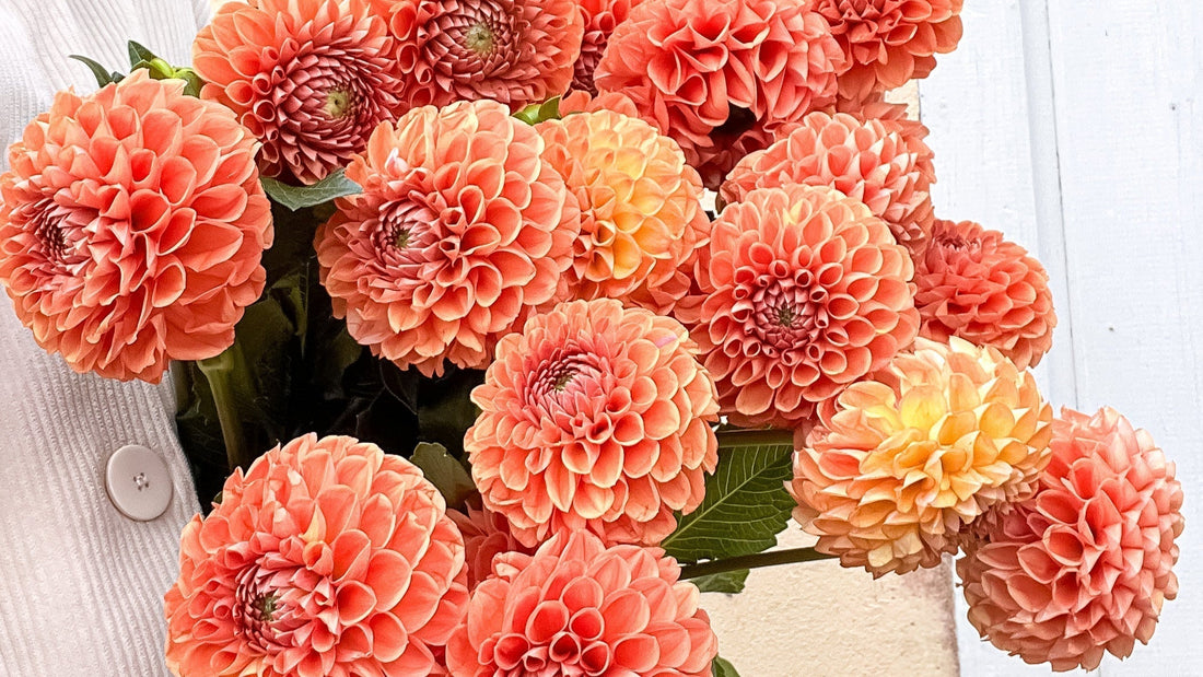 Tout savoir sur les Dahlias !