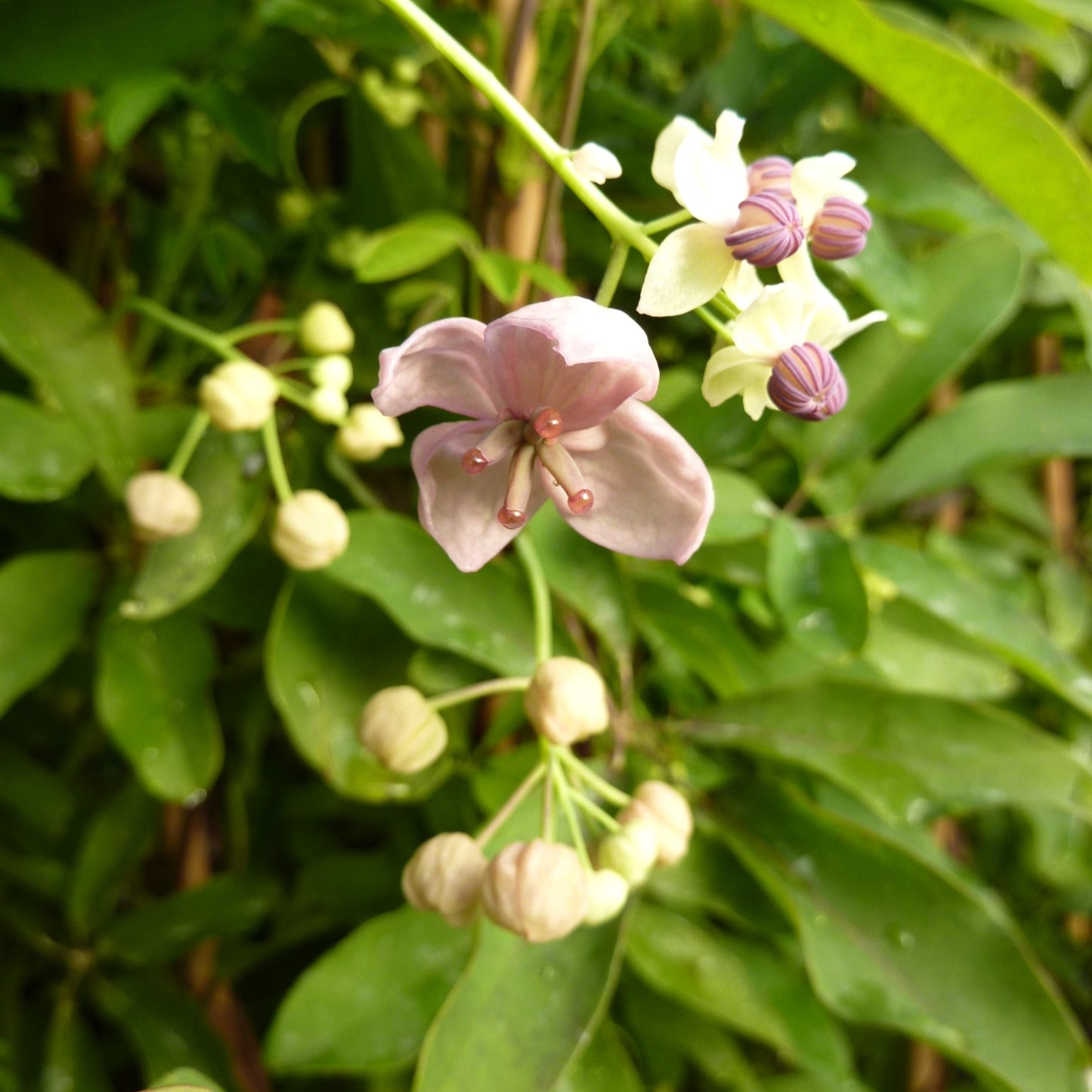 Akebia 'silver bells'