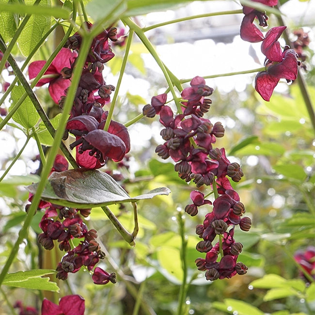 Akebia quinata