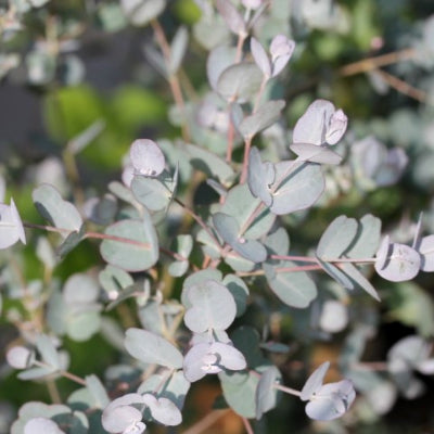 Eucalyptus