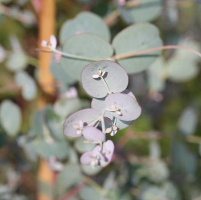 Eucalyptus