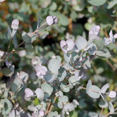 Eucalyptus