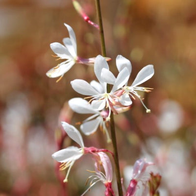 Gaura lindheimeri 'sparkle white'