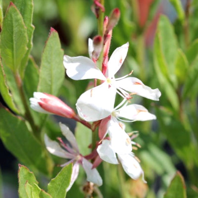 Gaura lindheimeri 'sparkle white'