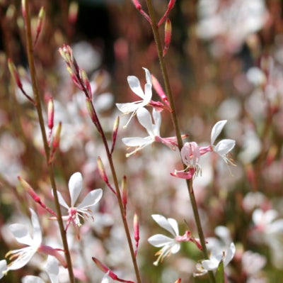 Gaura lindheimeri 'sparkle white'