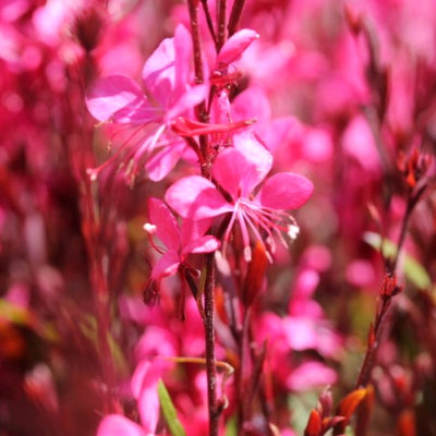 Gaura lindheimeri steffi 'dark rose'