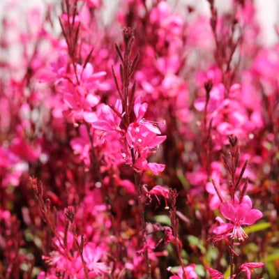 Gaura lindheimeri steffi 'dark rose'