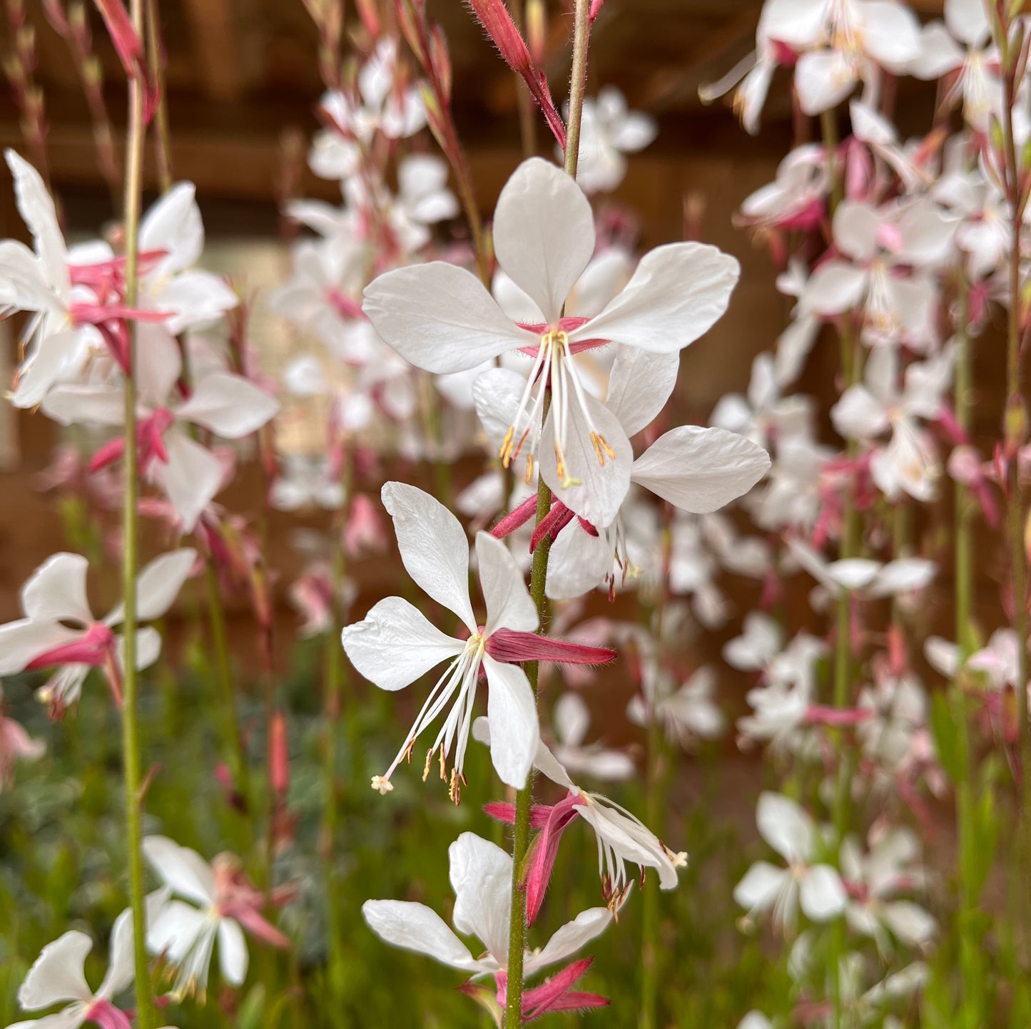Gaura lindheimeri 'sparkle white'