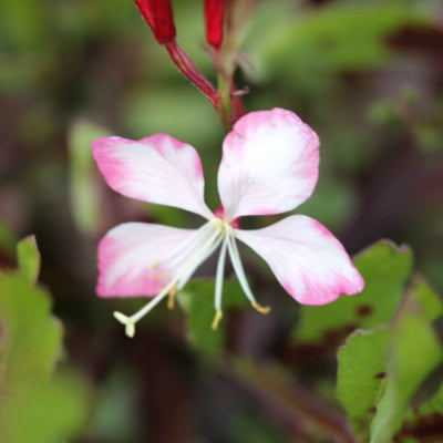 Gaura lindheimeri 'rosy jane'