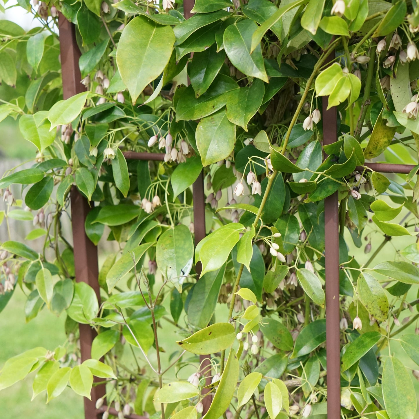 Vigne bleue de Chine