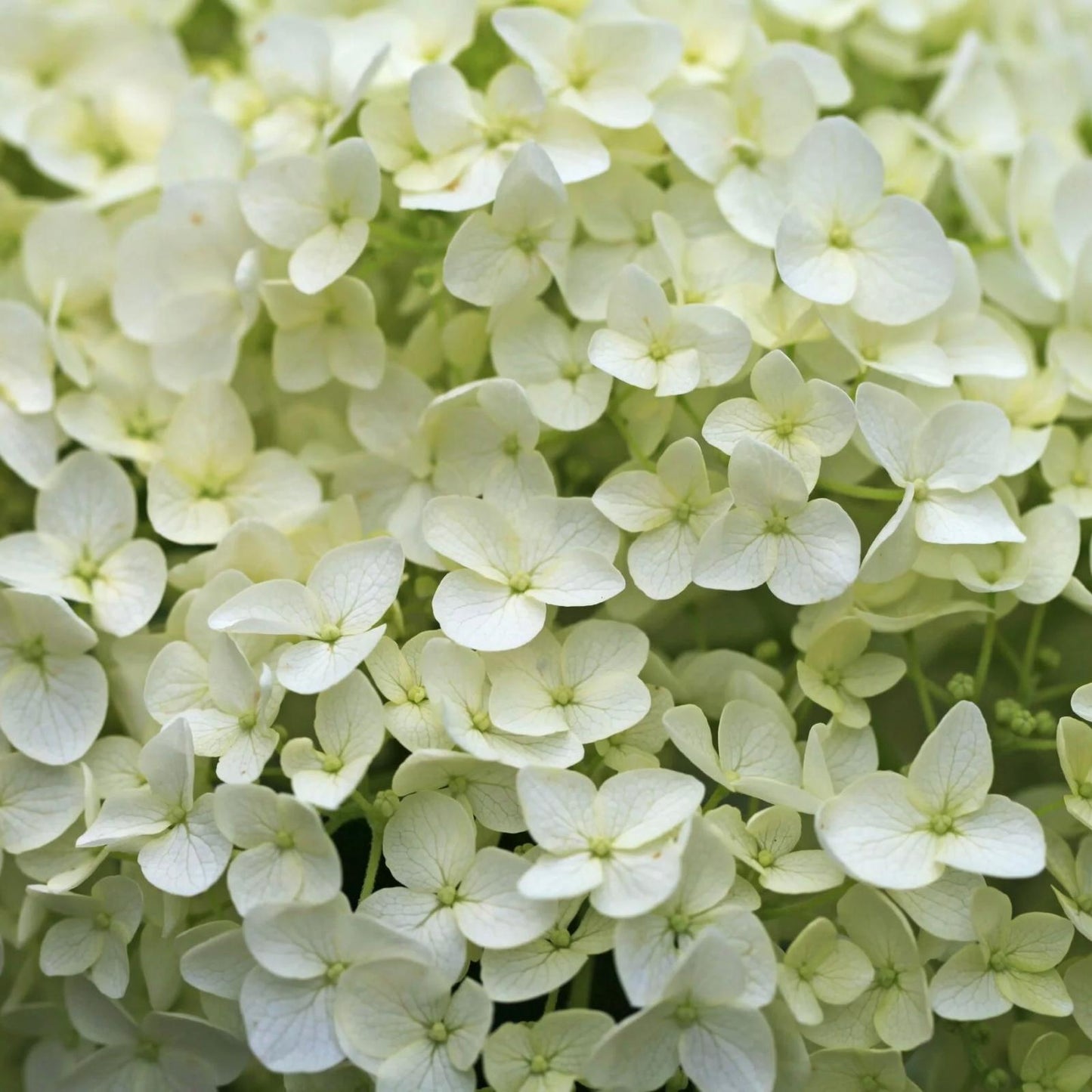 Hortensia 'Lime Rickey'