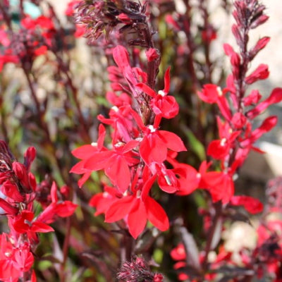 Lobelia Fanship