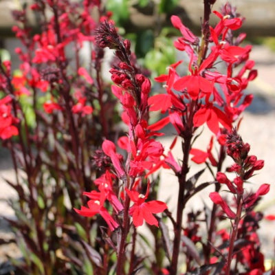 Lobelia Fanship