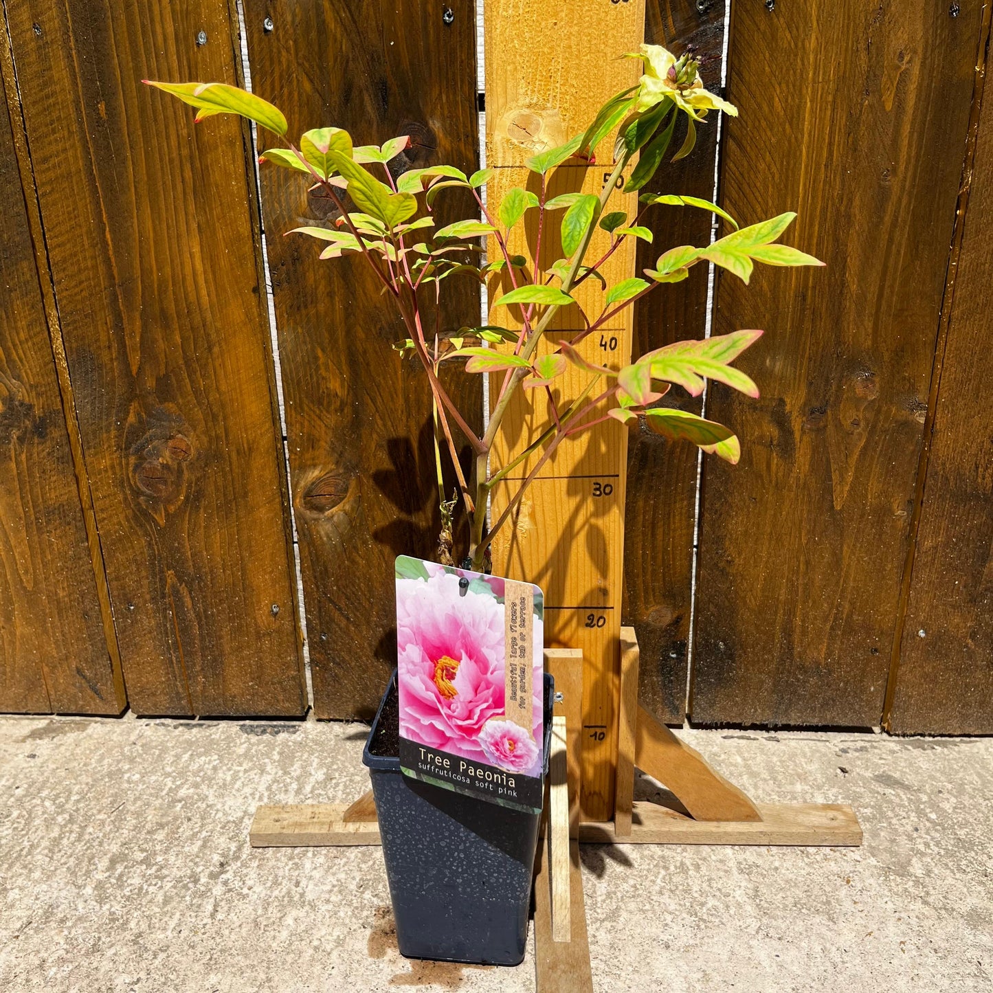 Pivoine arbustive