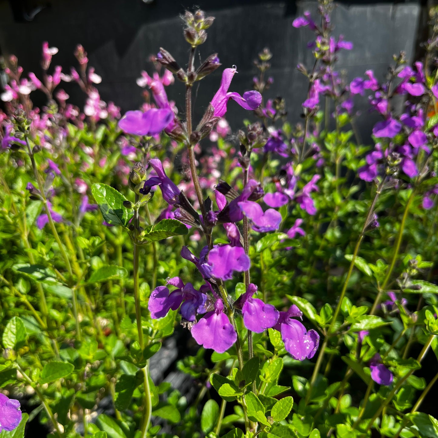 Sauge Mauve