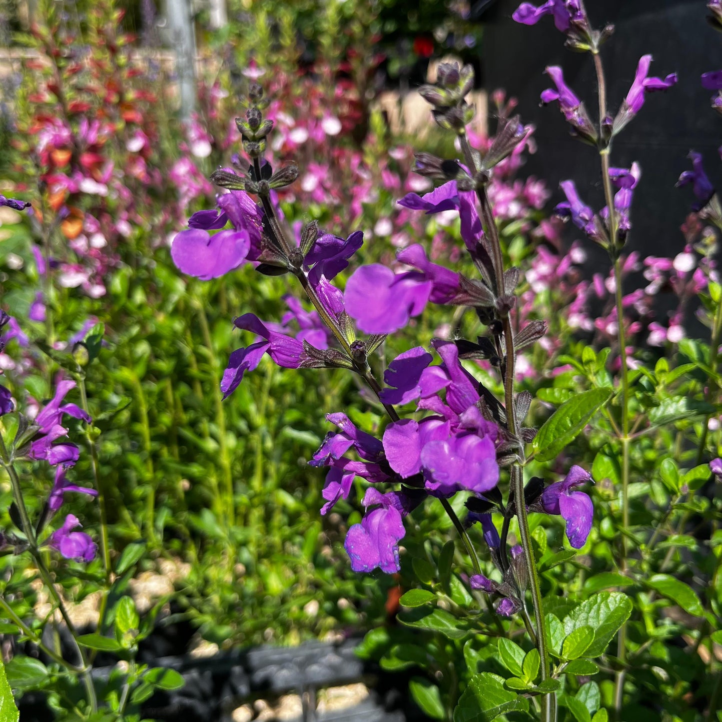 Sauge Mauve