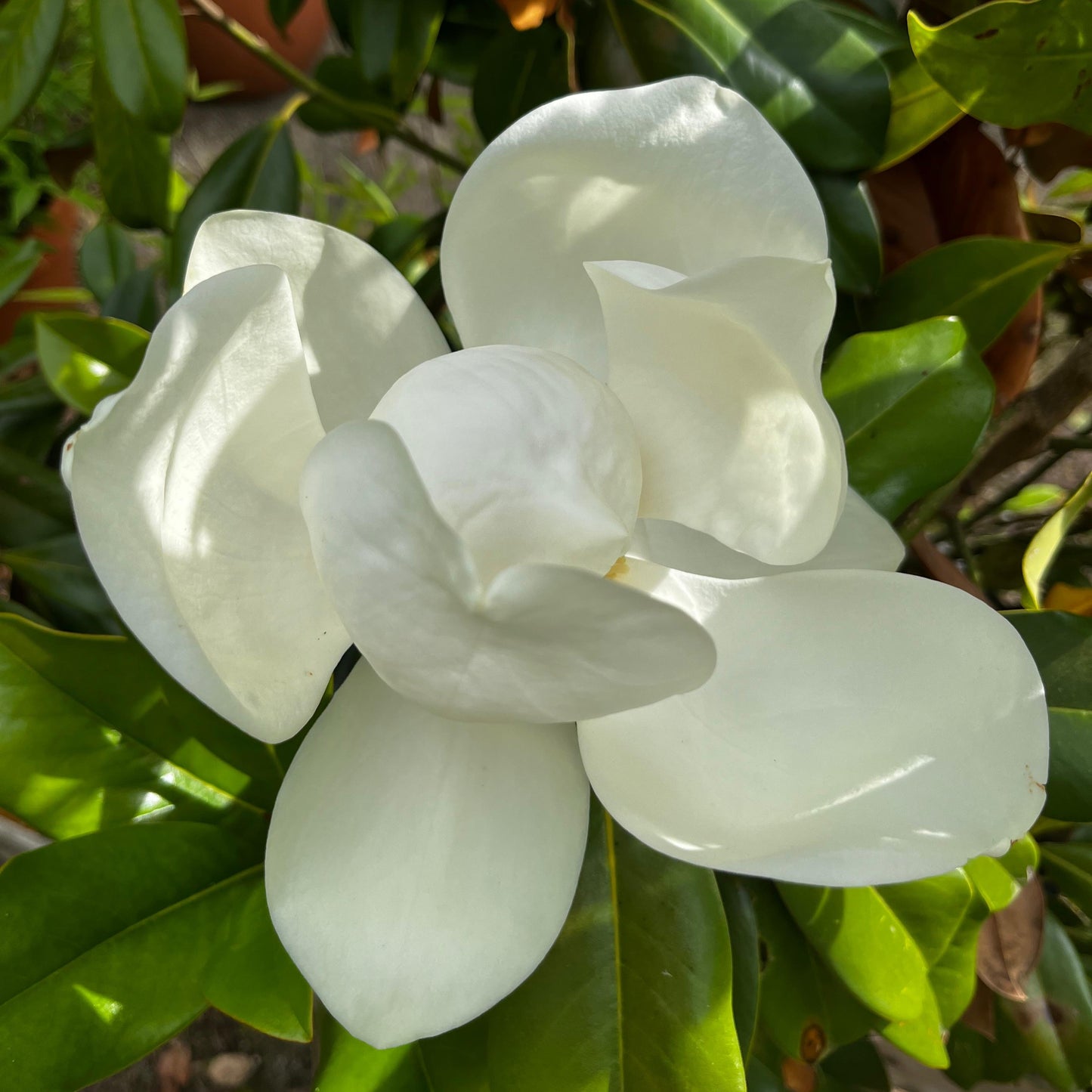 Magnolia Grandiflora