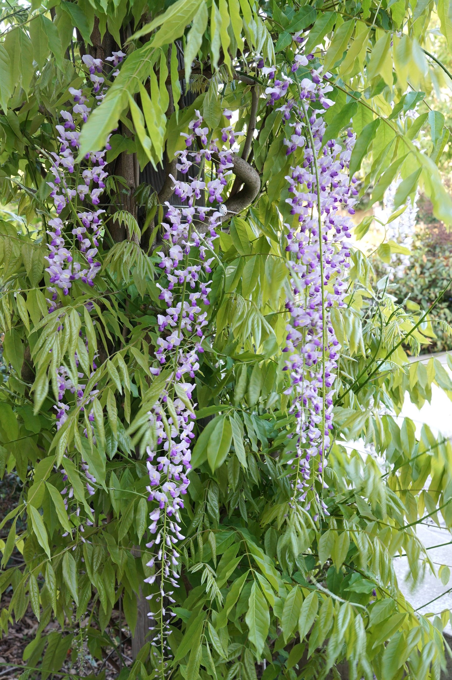 Glycine Du Japon Macrobotrys
