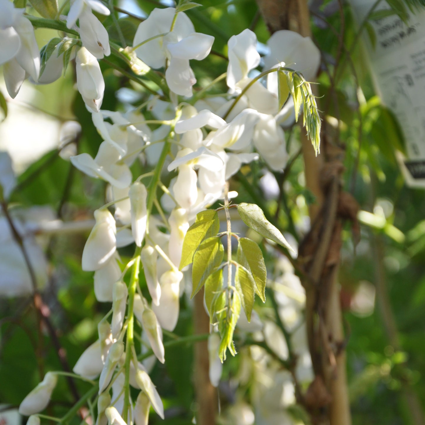 Glycine blanche de Chine