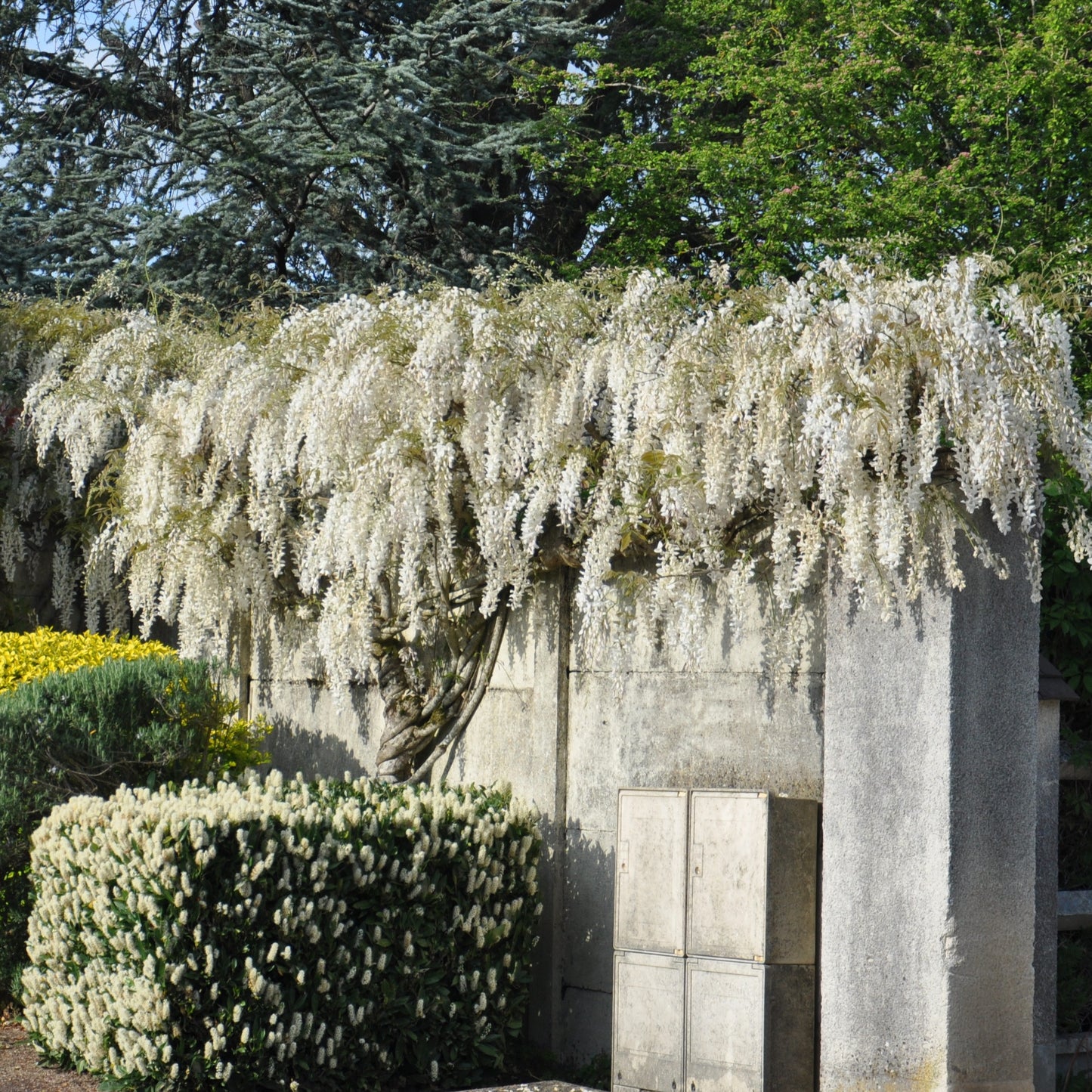 Glycine blanche de Chine