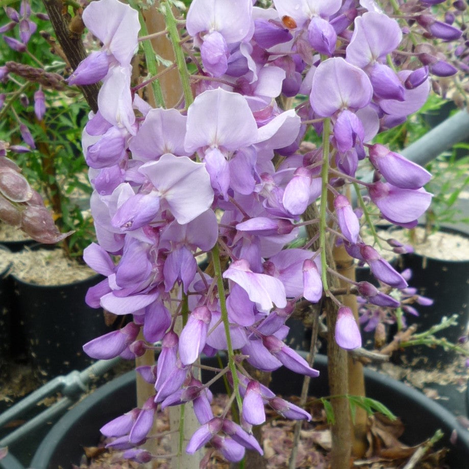 Glycine violette de Chine