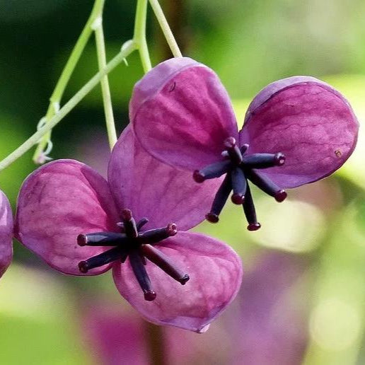 Akebia quinata