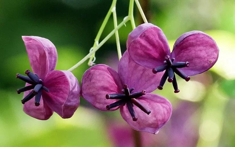 Akebia quinata