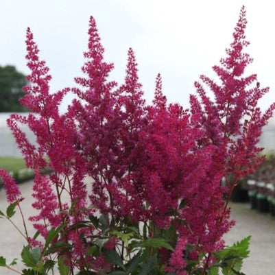 Astilbe 'Elisabeth Van Veen'