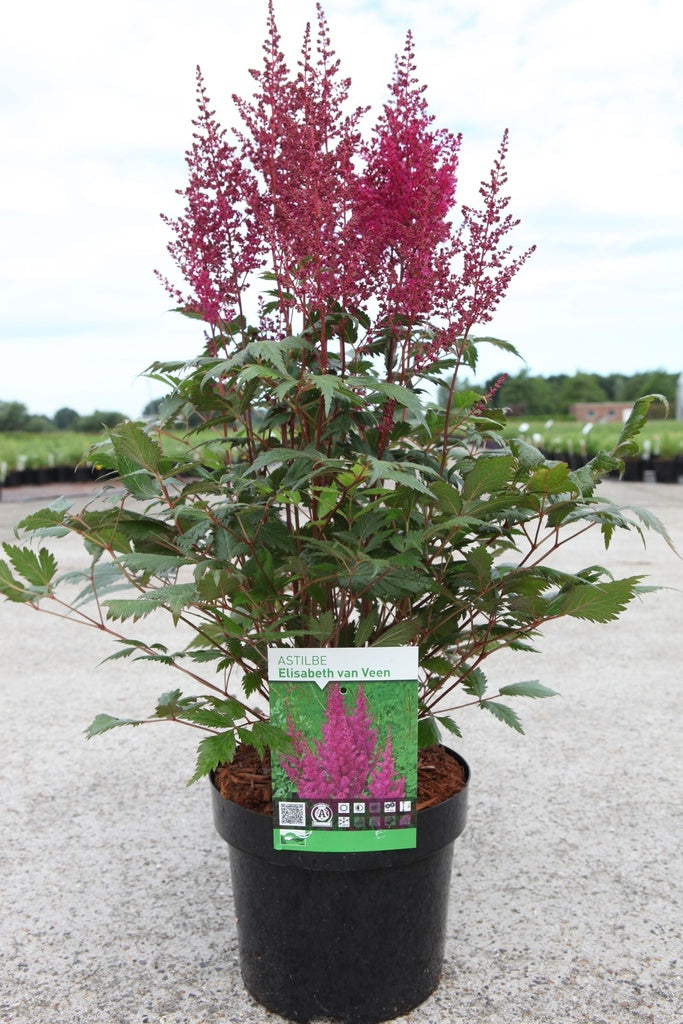 Astilbe 'Elisabeth Van Veen'
