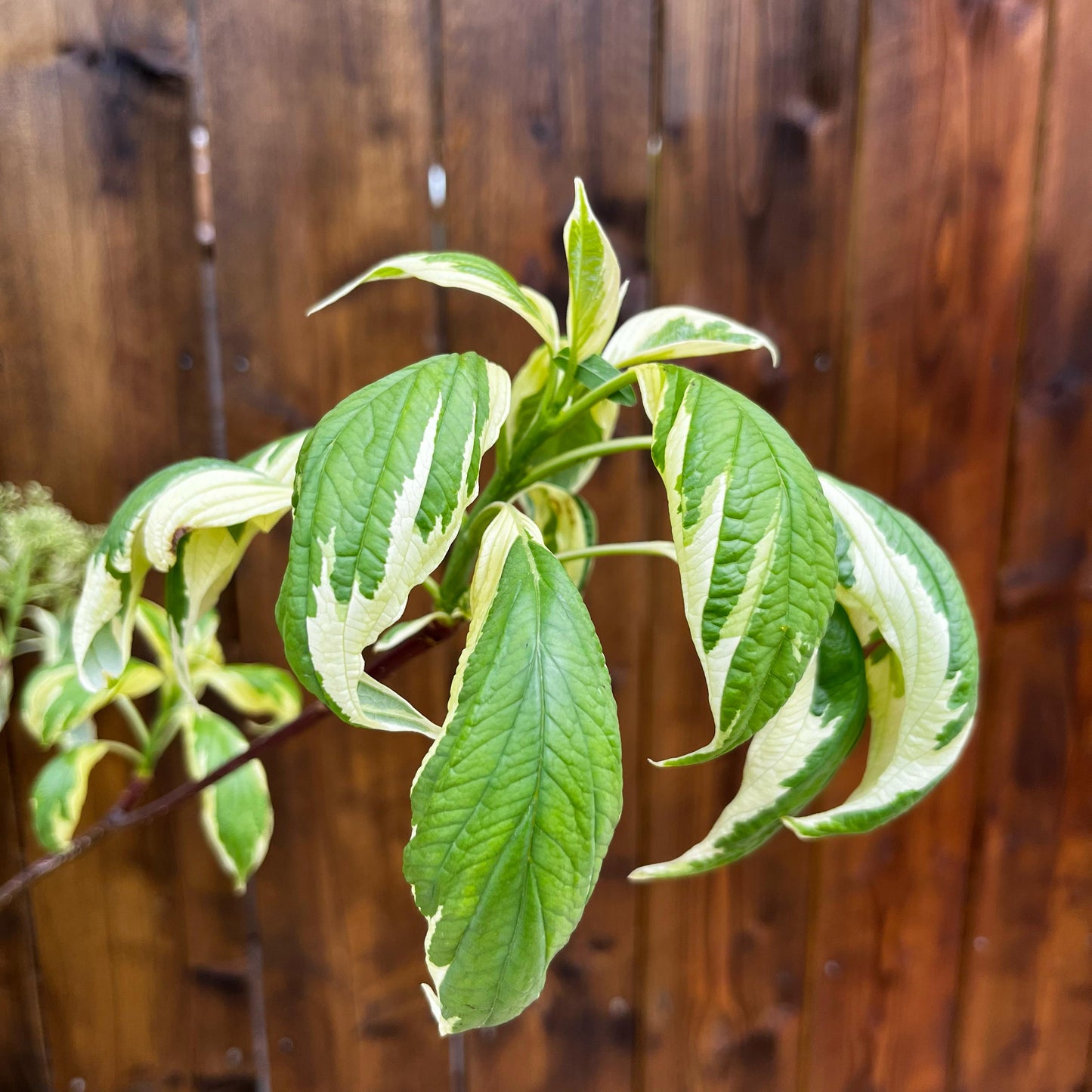 Cornus 'Controversa Variegata'