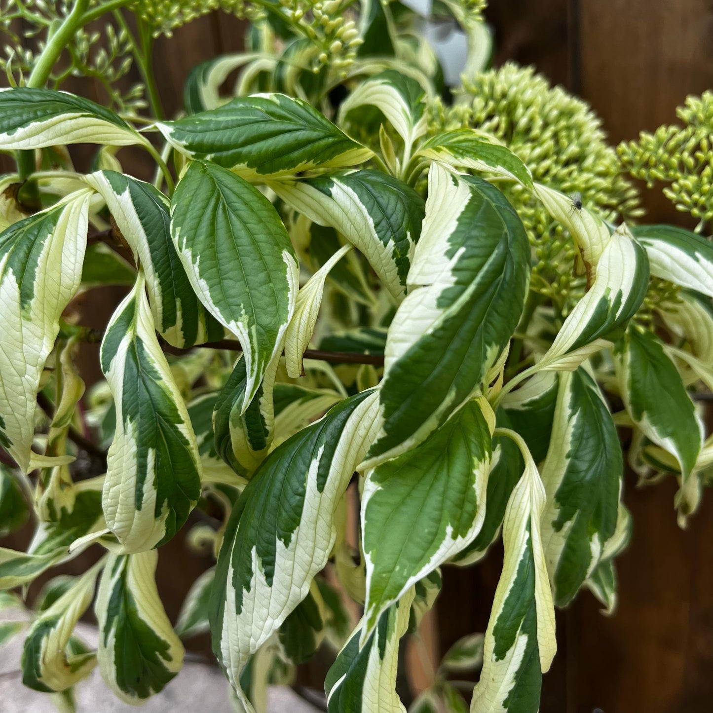 Cornus 'Controversa Variegata'