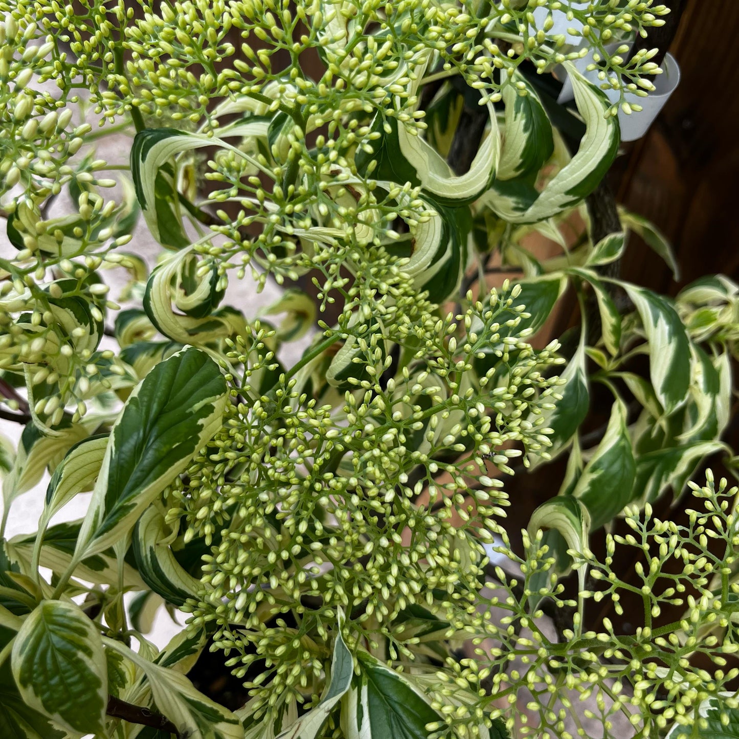 Cornus 'Controversa Variegata'