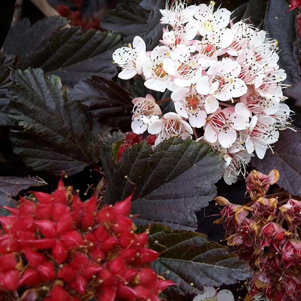 Physocarpus 'Red Baron'