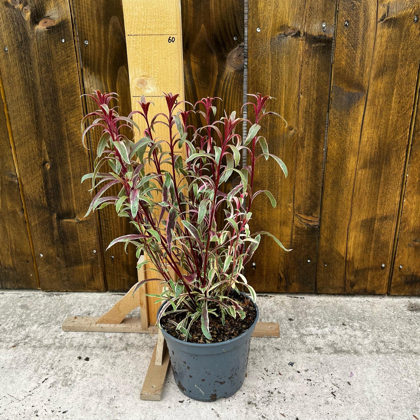 Gaura lindheimeri 'gambit variegata rose'