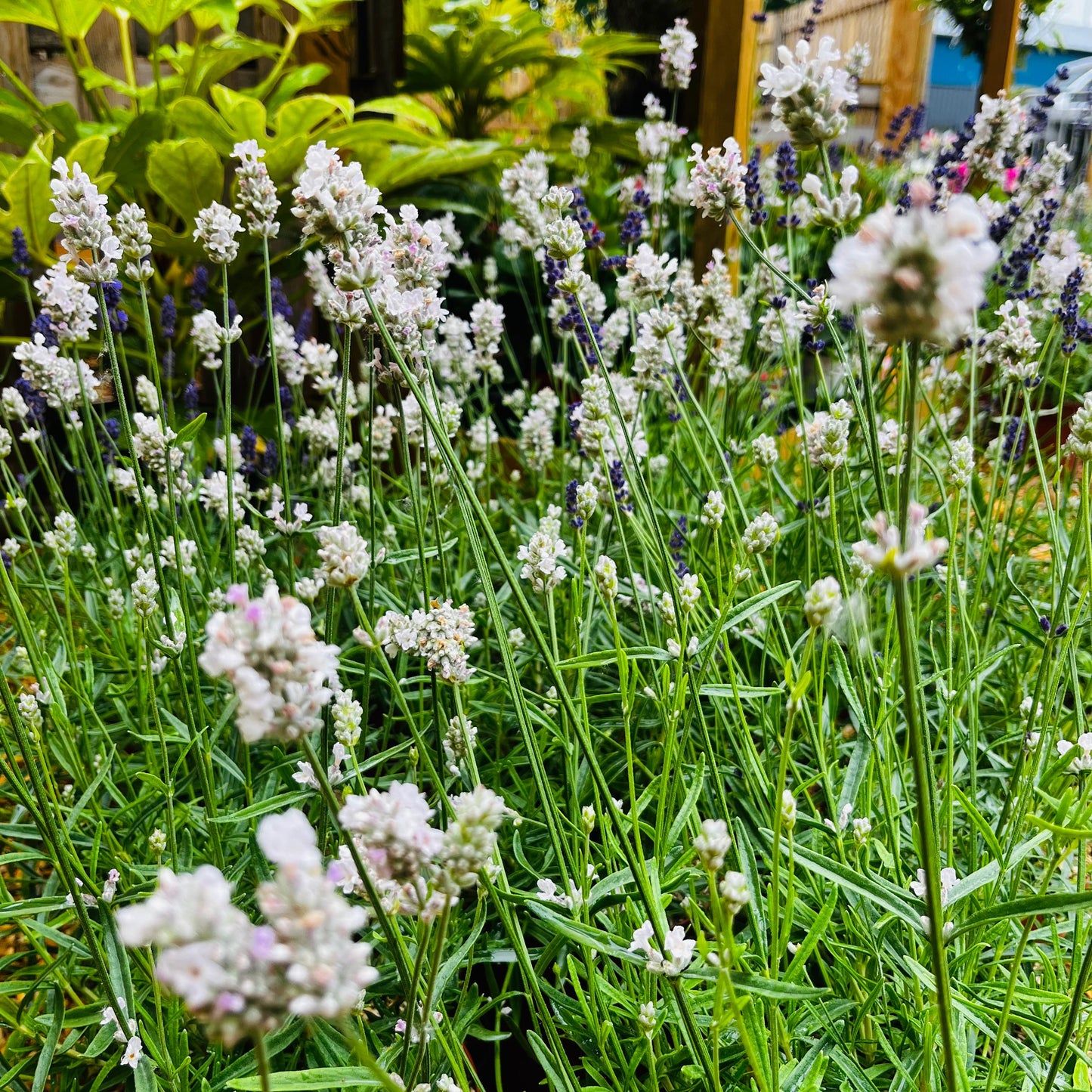 Lavande 'Hidcote' Blanche