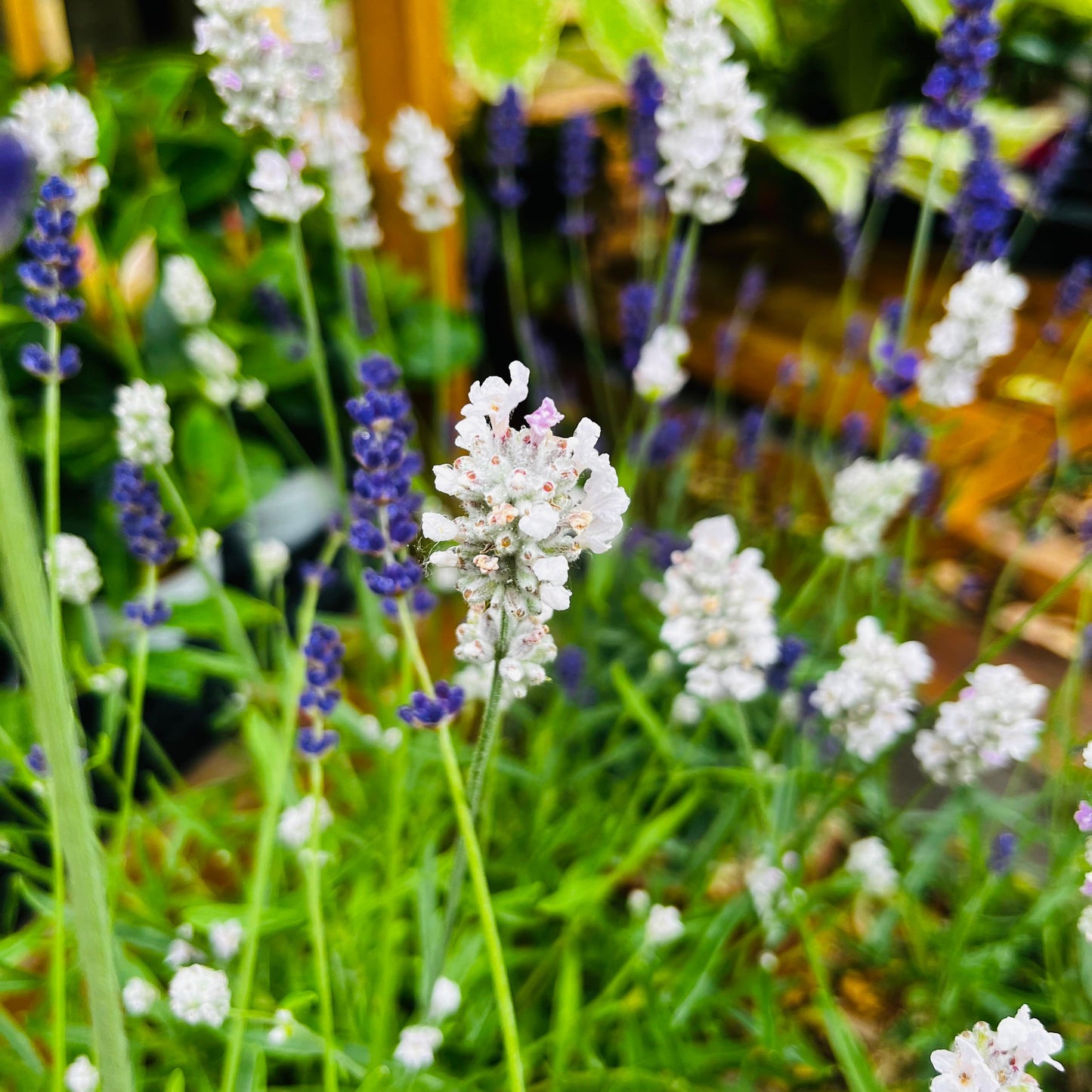 Lavande 'Hidcote' Blanche