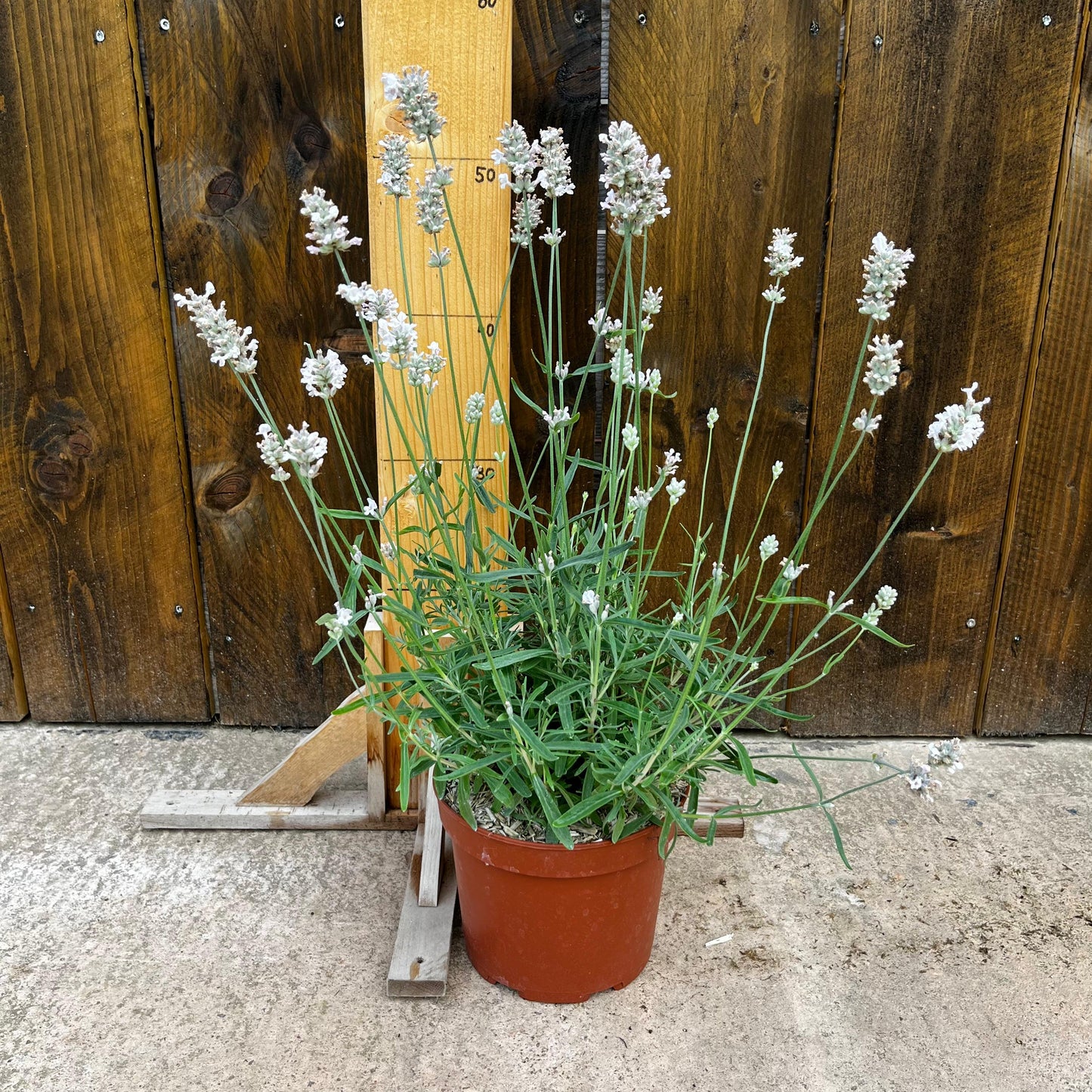 Lavande 'Hidcote' Blanche