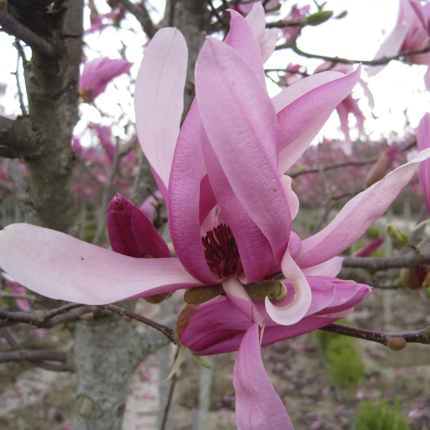 Magnolia Betty