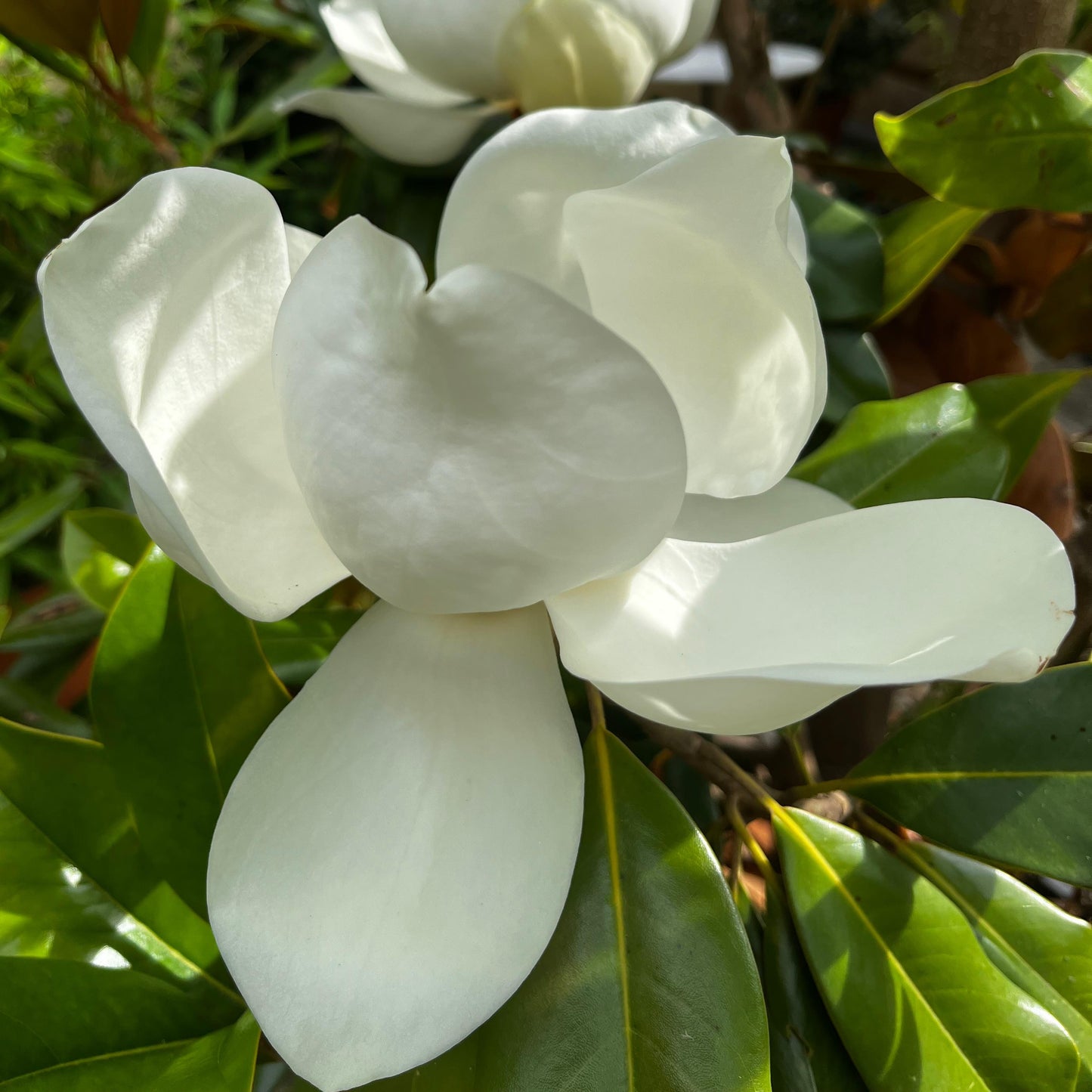 Magnolia Grandiflora