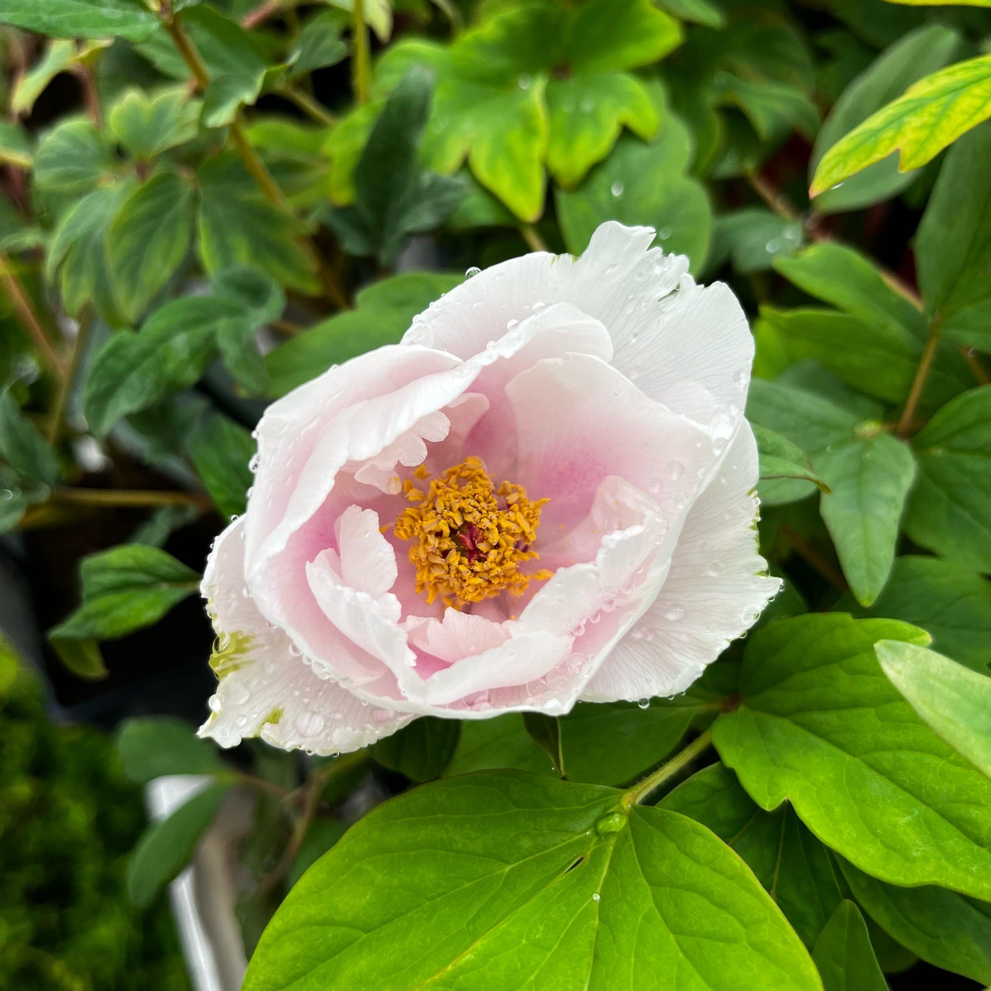 Pivoine arbustive