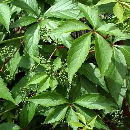 Vigne vierge quinquefolia