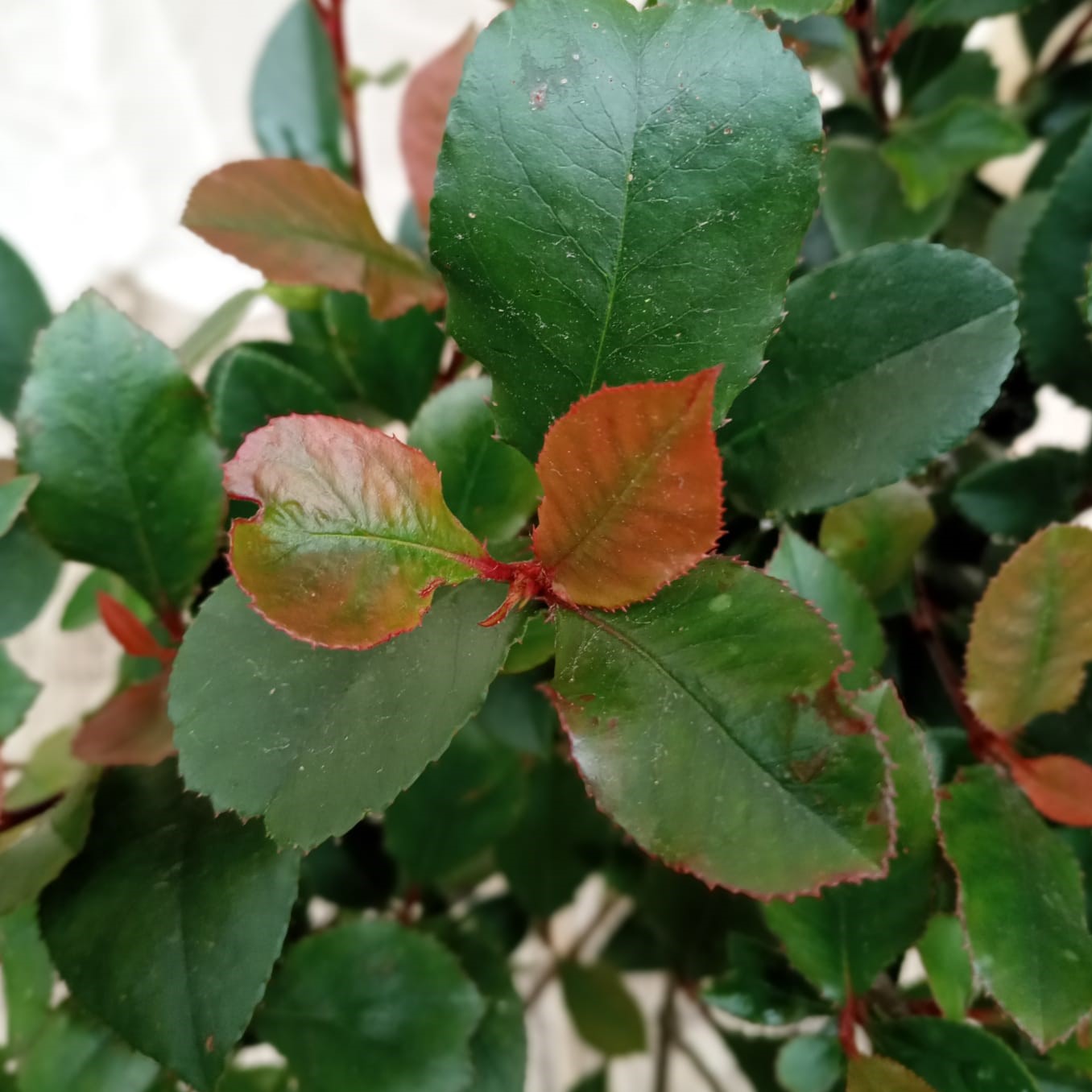 Photinia nana sur tige