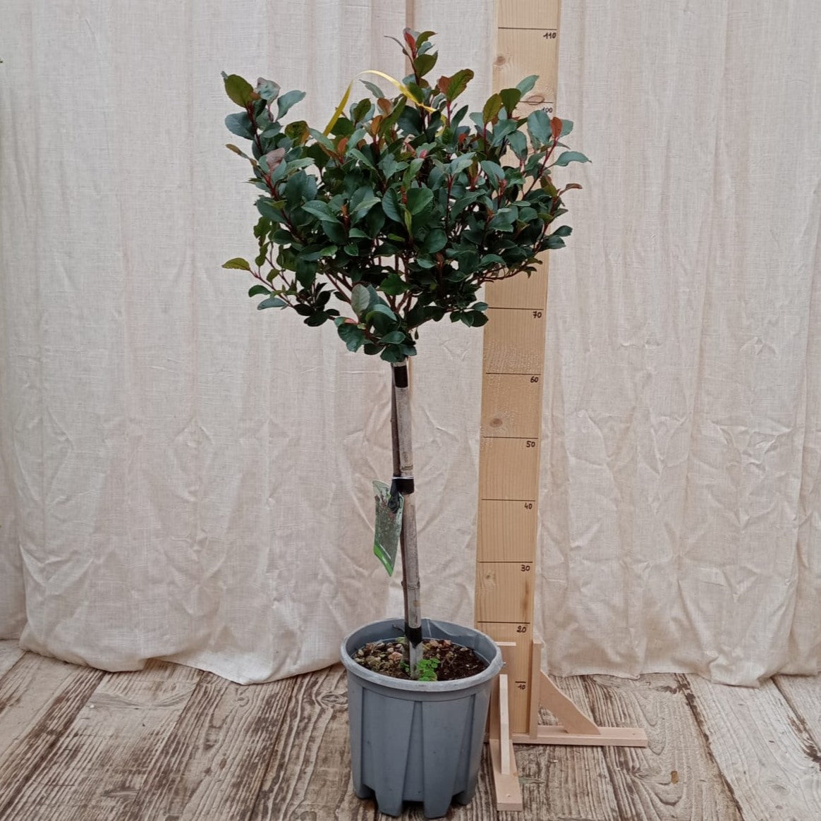 Photinia nana sur tige