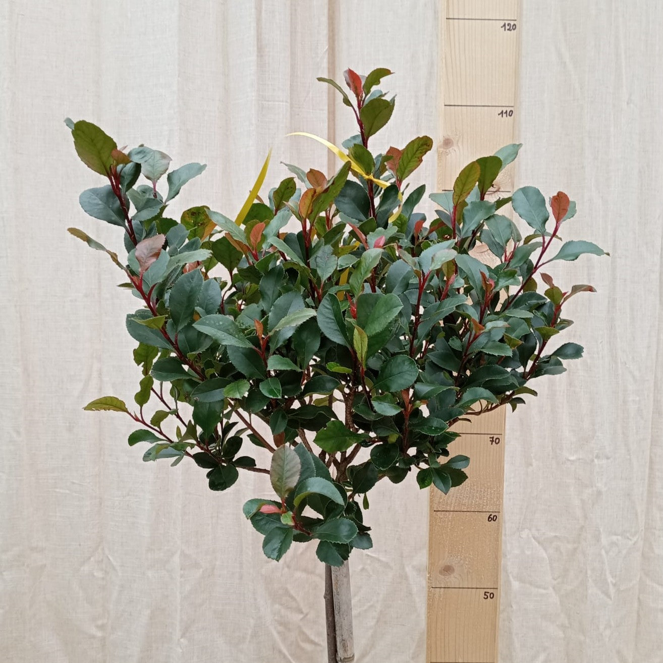 Photinia nana sur tige