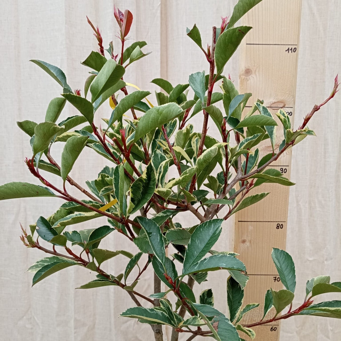 Photinia panaché sur tige