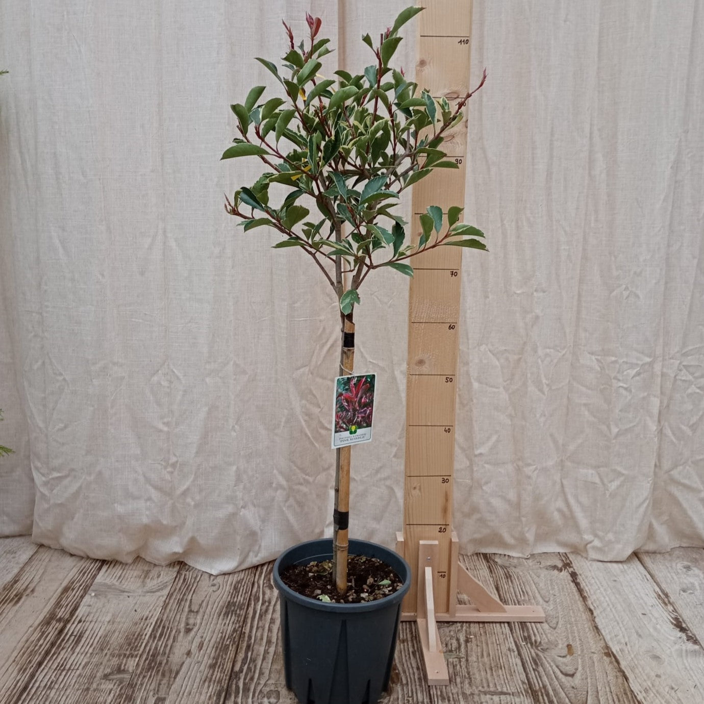 Photinia panaché sur tige
