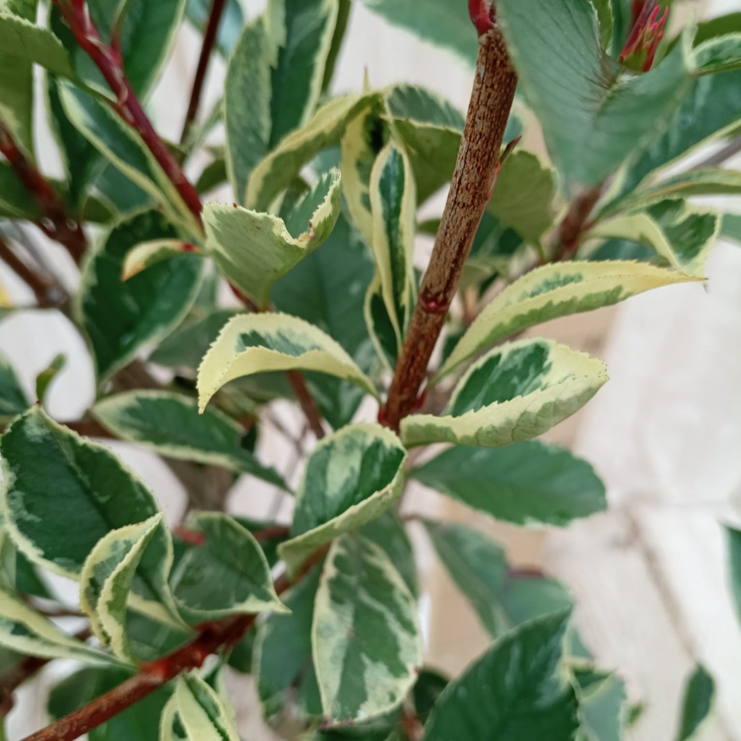 Photinia panaché sur tige