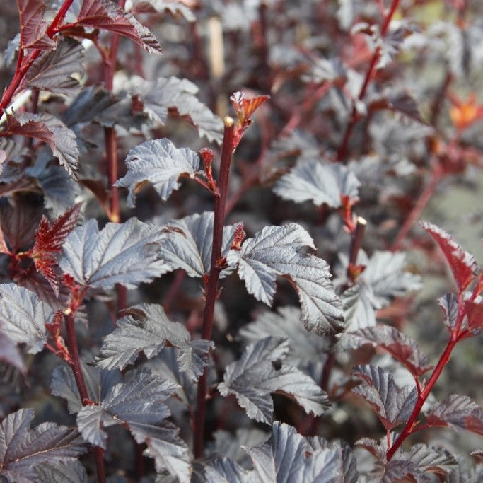 Physocarpus 'Red Baron'