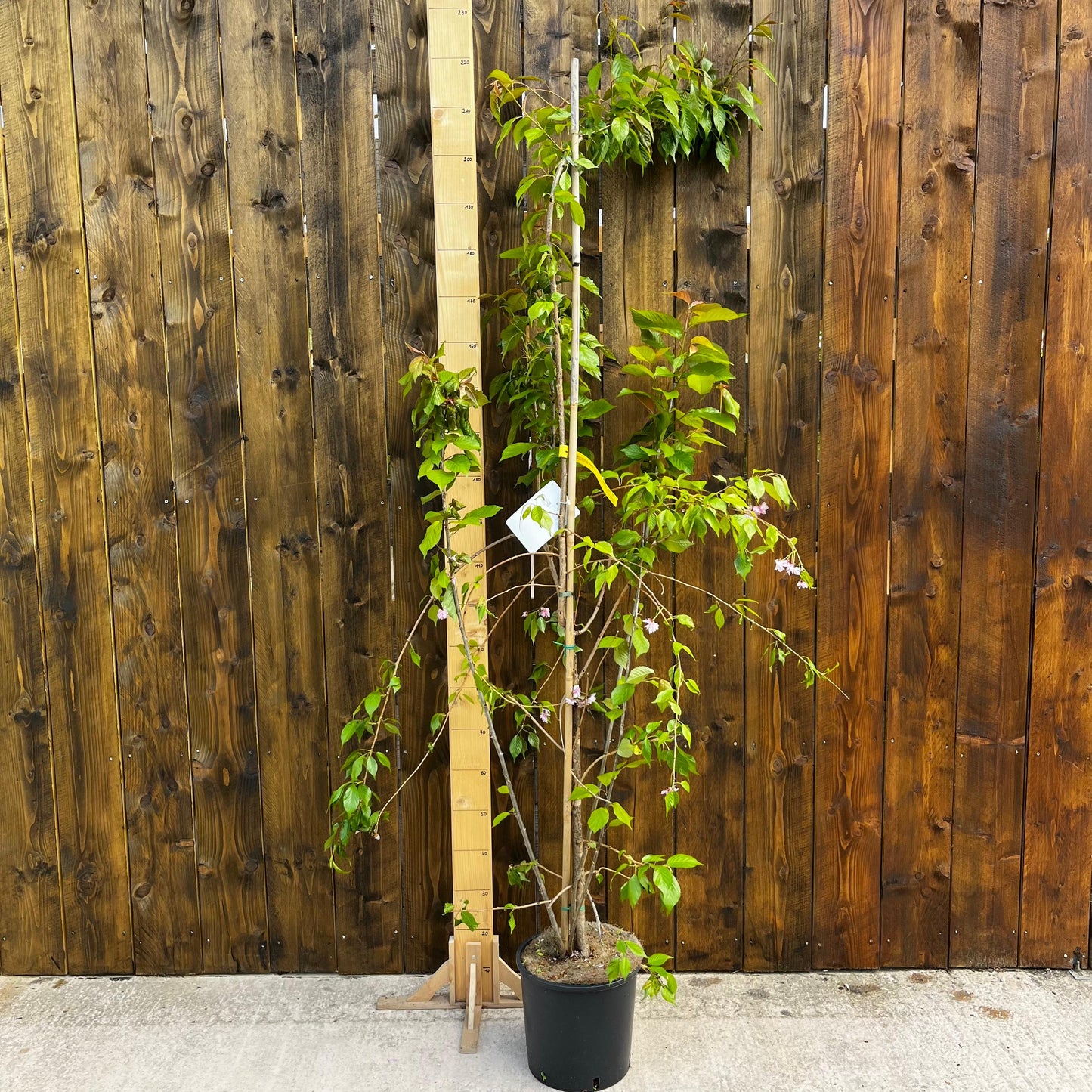 Prunus Kiku-Shidare-Zakura