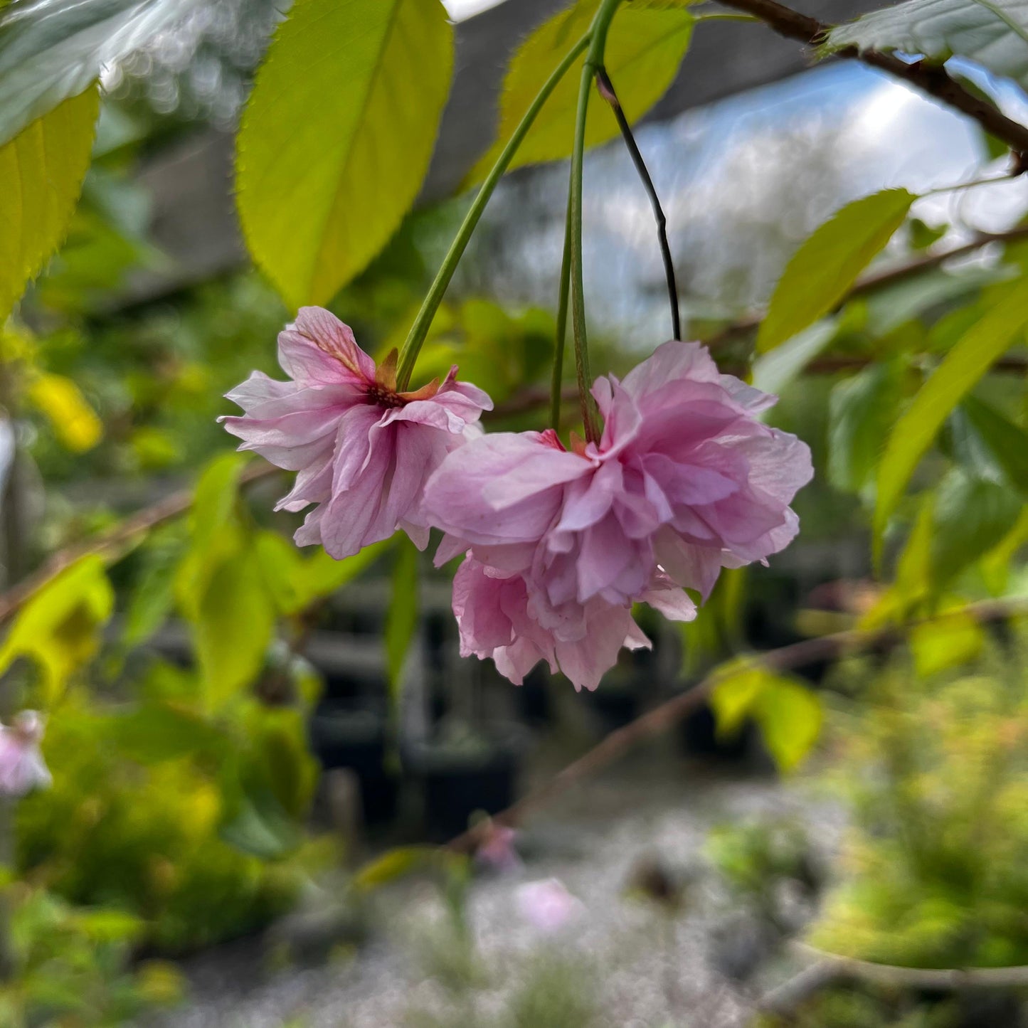 Prunus Kiku-Shidare-Zakura